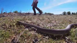 Reptile Expert Max Shows How You