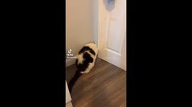 This poor cat cant figure out how to open the door - it keeps closing on him!