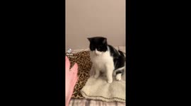 This kitty loves a high five! Or is she attacking?