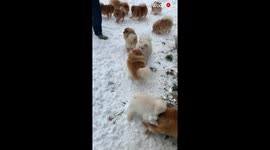These adorable Austrian Pomeranians are having a blast playing in the snow