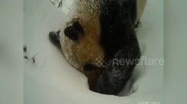Wild panda digs through snow to reach water fountain in south China