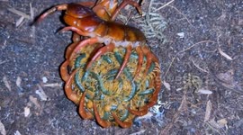 Mother centipede curls into ball to protect dozens of squiriming babies