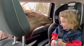 Kids have adorable reaction to feeding elk at drive-through safari