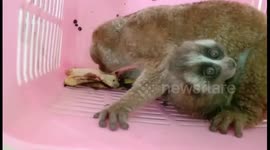 Driver arrested for selling two slow lorises in Indonesia