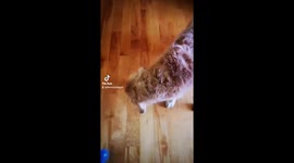 Hawlie the 15 year old golden retriver shows off her trick!