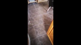 Munchie the rescue pup spins in circles when she's excited for breakfast!