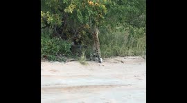 Upright leopard stretching for leaves, taken in wildlife reserve in South Africa
