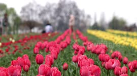 Largest tulip garden in Asia opens for visitors in north India
