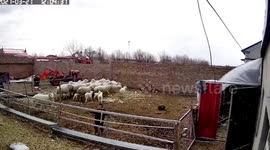 Chinese 4-year-old avoid serious injuries after being rammed by aggressive sheep