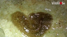 Take a look at this bizarre marine flatworm that looks like a pancake