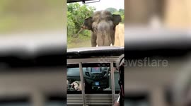 Moment 'aggressive' elephant suddenly turns and chases after vehicle in Sri Lanka