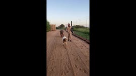 This orphaned albino elephant is best friends with sheep at wildlife centre in South Africa