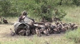 Vultures squabble over the carcass of a bull Elephant killed in a fight