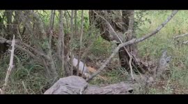 Young leopard playing with an impala that was recently killed by its mother