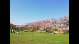 Japan: Cherry Blossoms In Full Bloom Across Tokyo, Kanto Region 2
