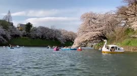 Japan: Cherry Blossoms In Full Bloom Across Tokyo, Kanto Region
