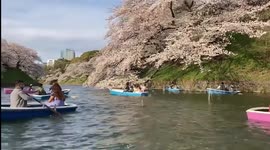 Tokyo enjoys cherry blossoms in full bloom despite virus warning
