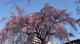 Japan: Cherry Blossoms In Full Bloom Across Tokyo, Kanto Region 3