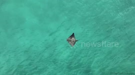 Peaceful drone footage of an eagle ray gliding through crystal clear water on a sunny day