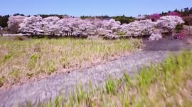 Japan: Drone Footage Of Cherry Blossoms Turning Mountains In Pink