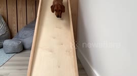 Sliding Super sausage dog playing on bunk bed