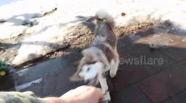 Fish On is a game I play with my adorable  4 month old  Alaskan Malamute puppy named Fish