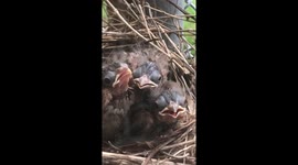 Footage of bird feeding its babies at US rescue centre has racked up millions of views on Facebook