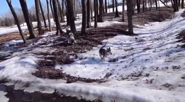 Spring is in the air and in my Alaskan Malamutes exuberance for the changing landscape and smells while out walking