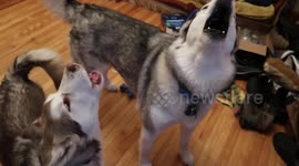 My Alaskan Malamutes Sojou and Puppy Fish watching a video playback of puppy Fish's first time hooked up to a sled dog team and taken out for a 1 km run.