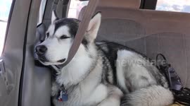 Proof that my Alaskan Malamute Sojou is a Mastermind Innovator