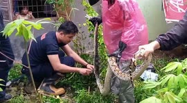 Indonesian firefighter rescues three-metre-long python trapped in chicken coop