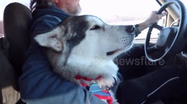 Our Alaskan Malamute Sojou is a  Sled Dog Athlete on the last March Madness Spring Run