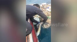Passing divers rescue sea turtle tangled in floating pile of trash