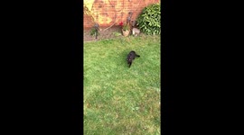 Senior Black Cat jumping up at feather in Bedford, UK garden