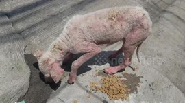 'Ugly' dog with skin disease recovers to fluffy pet after kind-hearted adoption