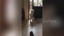 Nosy dog stands on hind legs to listen to neighbour's gossiping