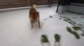 Shiba dog enjoys playing in snow for the first time in Japan