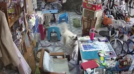 Pet dog caught on camera stealing cake box from the table