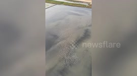 Footage from paramotor captures flock of birds flying over rice field in Thailand