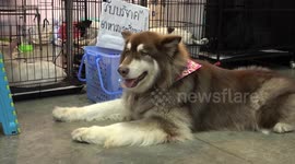 Pet lovers attend popular animal trade show in Bangkok, Thailand
