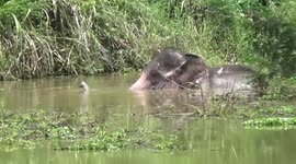 Wildlife officials treat wounded elephant in Sri Lanka