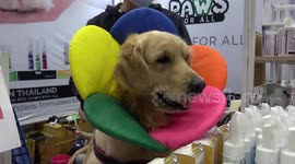 Cute pet dogs attend trade show for animal lovers in Bangkok, Thailand