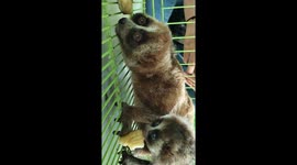 Take a video the Cute slow loris mom and son eating after rescue