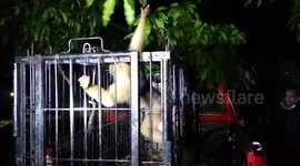 The wild monkeys that were troubling the residents were successfully arrested and evacuated by the Regional Representative Council