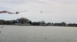 Helicopter flying over the Tidal Basin during cherry blossom season.  The National Park Service has threatened to shut the area down if too many people show up.
