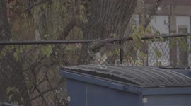 Bird Eating its Prey on a Dumpster in the City of Providence at Sunset