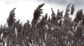 Bamboo Swaying in the Wind during Sunset at Risd Beach in Rhode Island