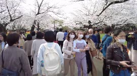 People enjoy cherry blossom in Tokyo after state of emergency ended