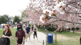 Blooming cherry blossoms draw visitors to parks in Washington, DC