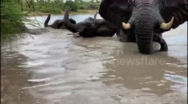 Orphaned albino baby elephant swimming with her new herd. The dominant bull keeping a close eye.